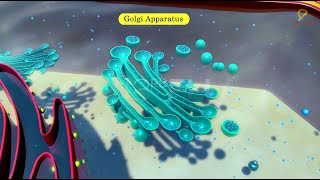 Practicallys Concepts  Golgi Apparatus  LearnPractically [upl. by Llehcram367]