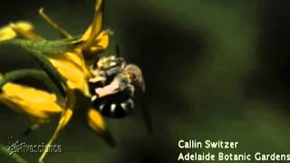 HeadBanging Bee Puts Metal Heads To Shame  Video [upl. by Dori323]