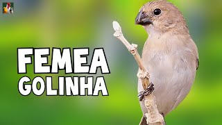 FÊMEA DE GOLINHA  Esquente Seu Golinha AGORA [upl. by Nelad]