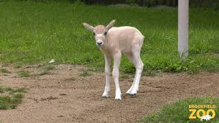 New Addax Calf [upl. by Concettina]