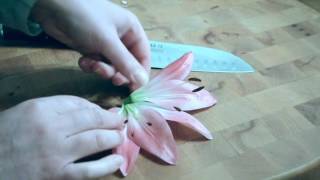 flower dissection [upl. by Jasmine]