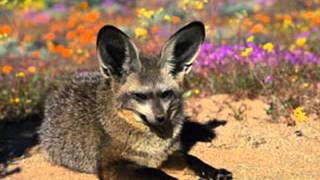 Bat Eared Fox Otocyon megalotis [upl. by Adnale262]