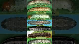 Different types of cutworms entomology agriculture shorts [upl. by Standice]