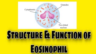 Eosinophil structure amp Function Lecture No 1 [upl. by Howes957]