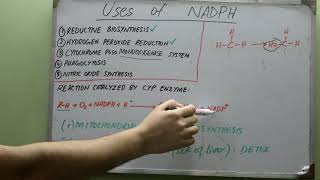 NADPH Uses Biochemistry Medicine ReductiveBiosynthesis [upl. by Craner]