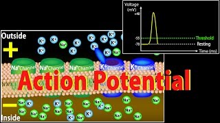 Action Potential in Neurons Animation [upl. by Hanimay]