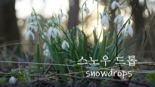 ENG CC Snowdrops Care and Planting Idea 스노우 드롭 기르기 [upl. by Llyrrad578]