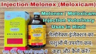 MeloneX plan injection use in veterinary field 💉 मेलोनेक्स प्लेन इंजेक्शन का वेटेरिनरी में उपयोग [upl. by Matilda]