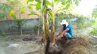 TRANSPLANTANDO BANANEIRA PRATA  Time Lapse [upl. by Nilkoorb]