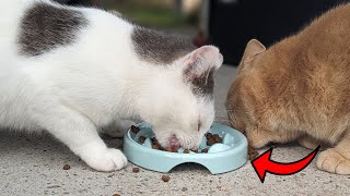 This Slow Feed Bowls For Cats is Adorable [upl. by Junna]