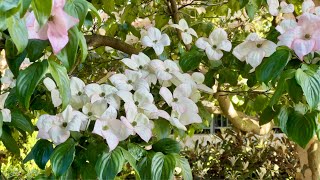 Capturing the Beauty of Dogwood Blossoms in Vancouver BC [upl. by Ellord]