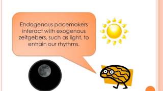 Biopsychology Biological Rhythms  Endogenous pacemakers [upl. by Stillas]