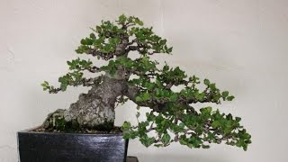 Australian Silver Oak Grevillea robusta Bonsai Tree [upl. by Stephi]