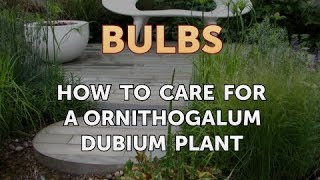 How to Care for a Ornithogalum Dubium Plant [upl. by Oniuqa]