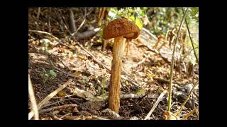 Battarrea phalloides [upl. by Pietrek978]