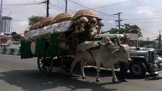 OxCarts and Jeepneys on a street in Manila capital city of the Philippines [upl. by Coucher66]