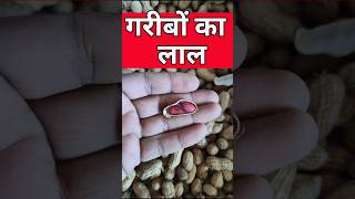 मूंगफली खाने के फायदे 🫒Groundnut Benefits🌿 groundnut peanuts peanutsbenefits [upl. by Ahsinwad]