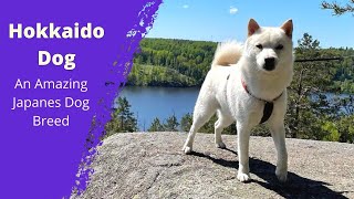 The Hokkaido Dog  An Amazing Japanes Dog Breed  Dog Lovers [upl. by Wedurn]