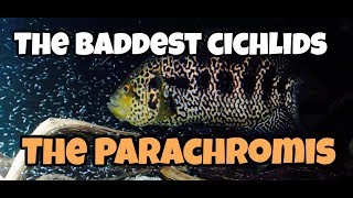 The Baddest Cichlids in the WORLD Thequot Parachromisquot [upl. by Tteragram]