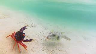 Puffer fish VS Crab [upl. by Darraj]