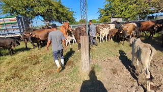 cargando el segundo viaje de vacas en los camiones [upl. by Grimaud]