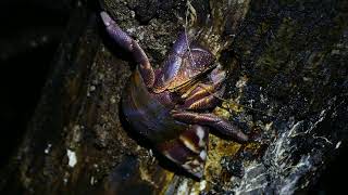 Indo Hermit Crab Coenobita brevimanus [upl. by Hintze725]