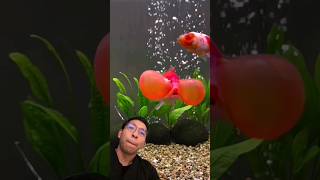 Los PECES Más Raros Que Vas A Ver HOY 😮 acuarios acuatico sabiasque peces animales goldfish [upl. by Presber355]