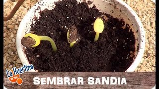 Como Cultivar Sandias  Como Sembrar En Semillero  La Huertina De Toni [upl. by Drarig]