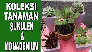 Koleksi Tanaman Sukulen amp Monadenium [upl. by Lleruj]