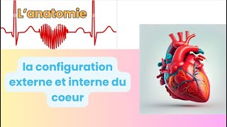 anatomie du coeur la configuration externe et interne [upl. by Vernier]