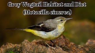 Grey Wagtail Habitat and Diet  Motacilla cinerea  Grey Wagtail Size and Scientific Name [upl. by Reinertson]