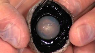 Detailed Cow Eye Dissection Part II Jr High High School and College Review [upl. by Hufnagel]