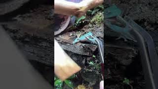 Cute sandfire blue dumpy frog feeding time [upl. by Abbey123]