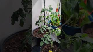 How To Hand Pollinate Tomato Plant indoors🍅  Simple indoorplants tomato viral [upl. by Drarej]