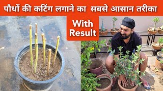 Mogra Hibiscus Harsingar जैसे पौधो की कटिंग लगाने की Ninja Technique How to grow plants by cutting [upl. by Esinal]