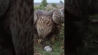 the eagle hatched the egg trustgod birds wildlife eaglebird eagles eagleattacks shorts [upl. by Namlak158]