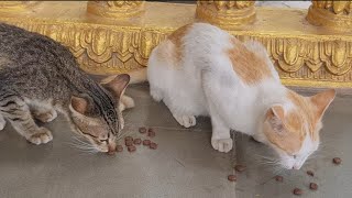 Champa and kitten are eating foods cats animal funny plays video longs [upl. by Eynahpets254]