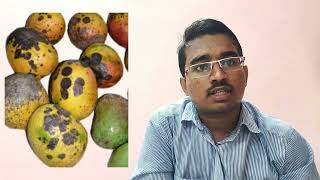 MANGO ANTHRACNOSE AKIRAN TA2019055SV AGRICULTURAL COLLEGE TIRUPATI [upl. by Elleinwad]