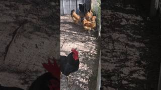 Chicken Fact Short 4 How to Naturally Deworm Your Chickens [upl. by Skelton]