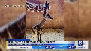 April the giraffe gives birth to boy giraffe on March 16 2019 [upl. by Tooley883]