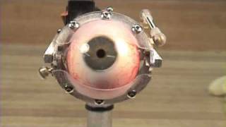 Animatronic Eye MechanismHuman Eye [upl. by Aiotal]