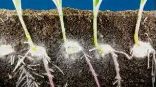 Time lapse fast growing corn roots and leaves growing [upl. by Olonam]