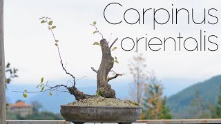 Carpinus orientalis Yamadori Hornbeam Autumn work  Arkefthos Bonsai [upl. by Sabrina]