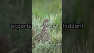 Britain’s 10 Rarest Animals Part 6 Corncrake 🐦 explore trending viralvideo foryou subscribe [upl. by Eversole987]