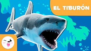 El tiburón 🦈 Animales para niños 🌊 Episodio 8 [upl. by Borlow]