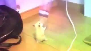 Hamster dancing with a water bottle [upl. by Ailedo]