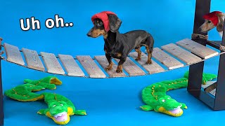 Wiener Dog Obstacle Challenge Extended Version [upl. by Barcot]