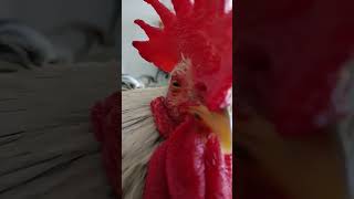 Is my chicken Singing🐓🐓 [upl. by Armelda]