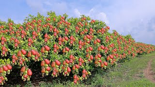 Cashew Cultivation and Cashew Nut Harvesting in My Village [upl. by Kawai360]