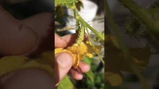 How to HandPollinate Cucumbers gardening garden gardentips pollinators pollination cucumber [upl. by Lezah614]